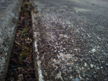 High angle view of ant