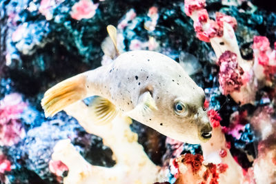 Close-up of fish swimming in aquarium