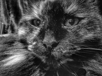 Close-up portrait of a cat