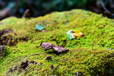 Green moss on a log