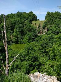 Plants growing on a tree