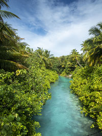 Scenic view of river amidst trees against sky