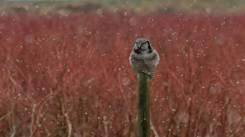 Northern hawk owl in snow storm