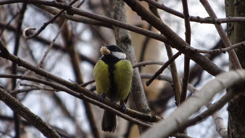 Low angle view of bird perching on branch