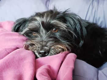 Portrait of dog relaxing on sofa