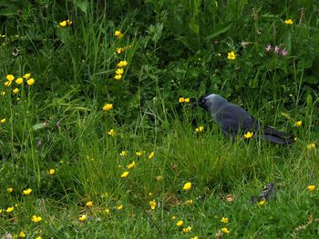 High angle view of bird on grassy field