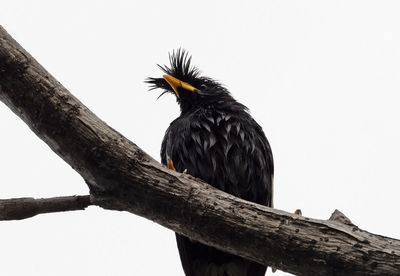 Low angle view of bird perching on a tree