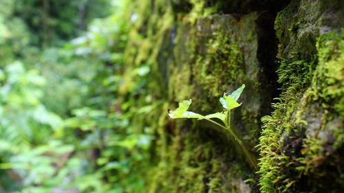 Close-up of plants against blurred background