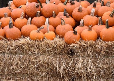 Full frame shot of pumpkins