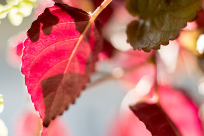 Close-up of autumnal leaves