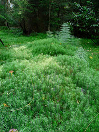 Scenic view of green landscape