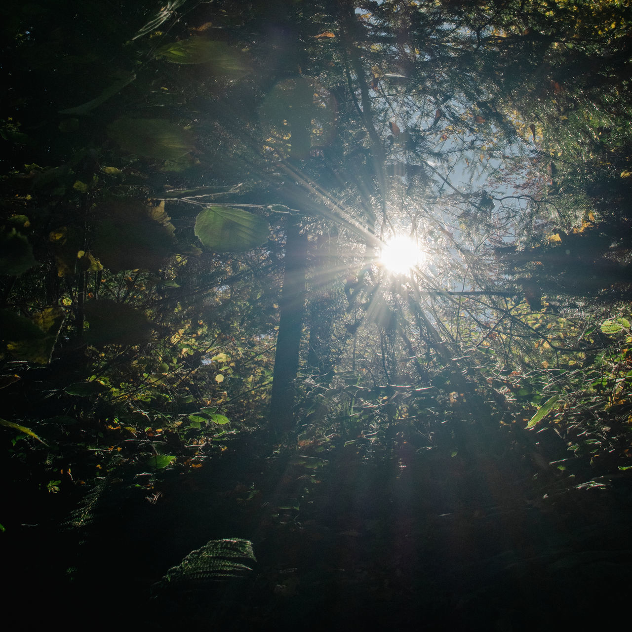 SUNLIGHT STREAMING THROUGH TREES