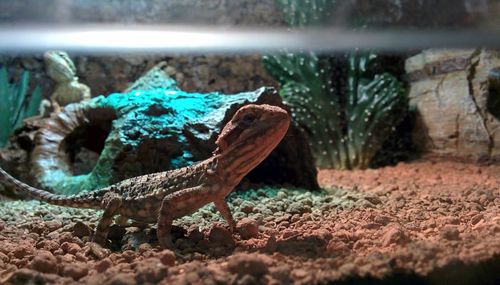 Close-up of lizard in cage