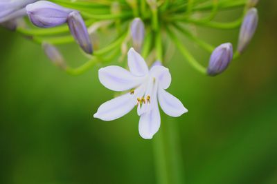 Close-up of purple flowers blooming outdoors