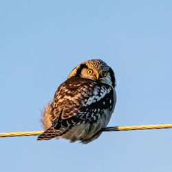 Low angle view of hawk owl perching on the sky