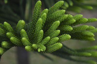 Close-up of pine leaves. pine trees are beautiful evergreen conifer trees. 