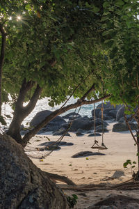 View of trees on beach