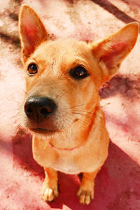 High angle portrait of dog standing at home