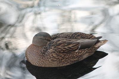 Close-up of bird perching outdoors