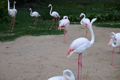 View of birds in water