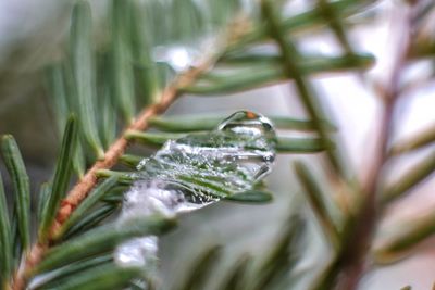 Close-up of water drop on plant