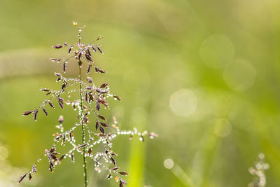 Close-up of wet plant growing during monsoon