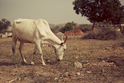 Cow grazing on field against clear sky