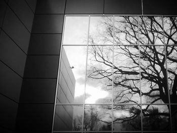 Low angle view of trees