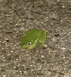 High angle view of green frog on land