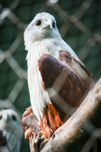 Close-up of eagle perching on branch