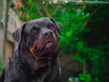 Close-up portrait of dog looking away