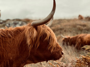 Highland cow