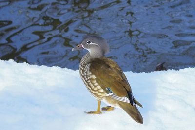 Bird perching on snow