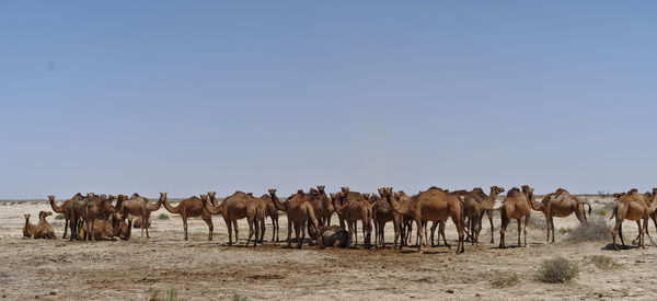 View of horses on field against sky