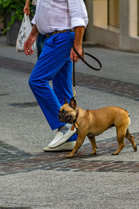 Low section of man with dog walking on street