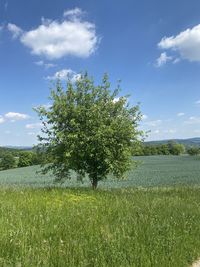 Tree on field against sky