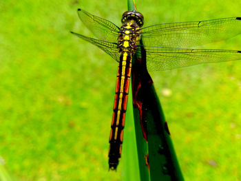 Close-up of dragonfly on a plant