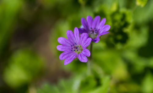 Close-up of purple flowering plant