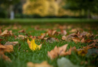 Close-up of autumn leaves on grass
