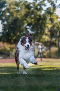 Australian shepherd running on grass at park