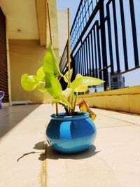 Close-up of potted plant against building