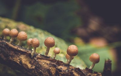 Close-up of mushrooms growing on tree