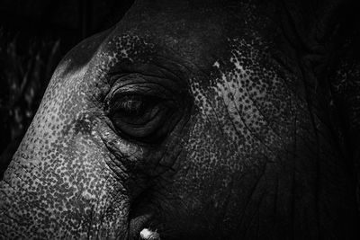 Close-up of elephant