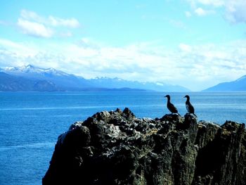 Birds perching on rock by sea against sky