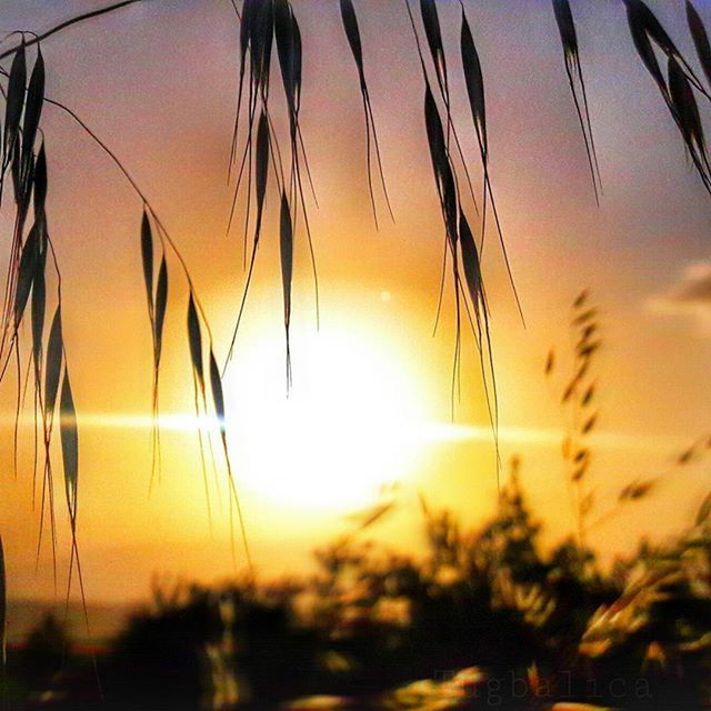 sunset, orange color, beauty in nature, growth, nature, sun, plant, focus on foreground, sky, silhouette, tranquility, scenics, close-up, tranquil scene, field, selective focus, stem, outdoors, idyllic, sunlight