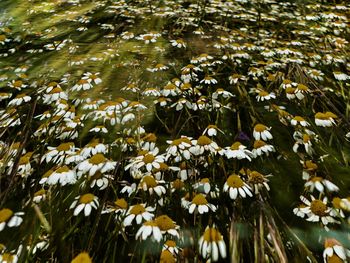 High angle view of flowering plants in lake