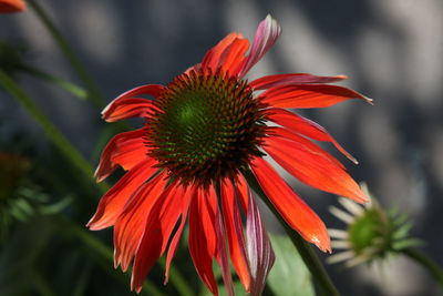 Close-up of red flower