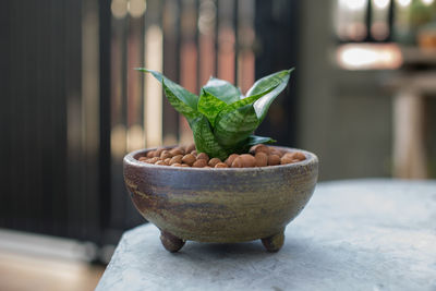 Close-up of potted plant on table