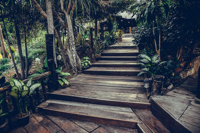 Boardwalk amidst trees in forest