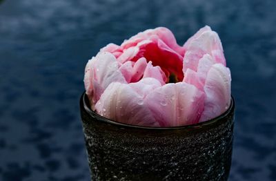 Close-up of pink rose flower